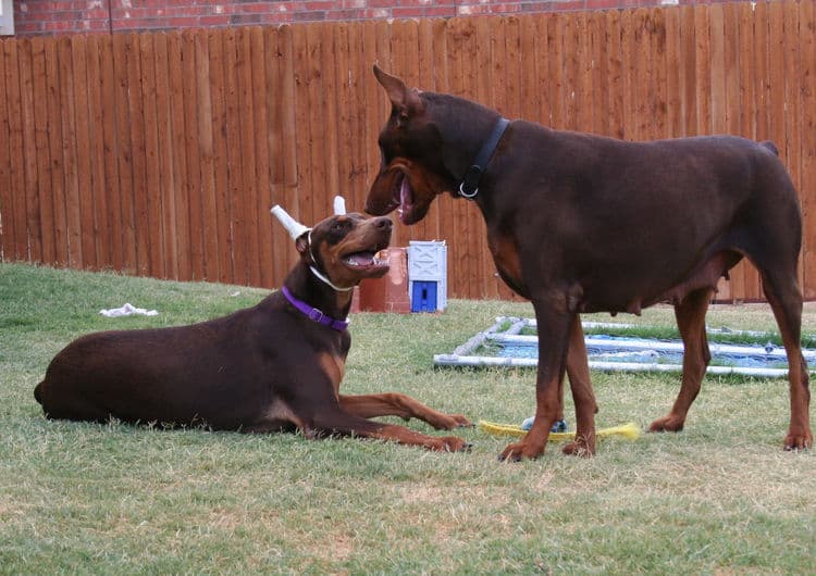 doberman pinscher