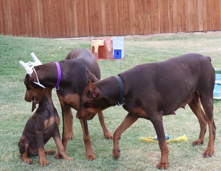 doberman pinscher