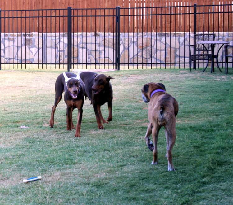 doberman pinscher