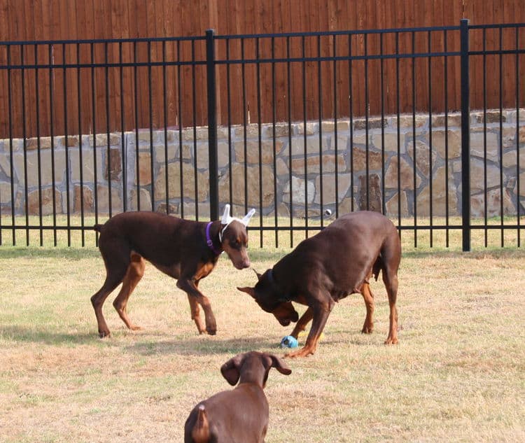 doberman pinscher