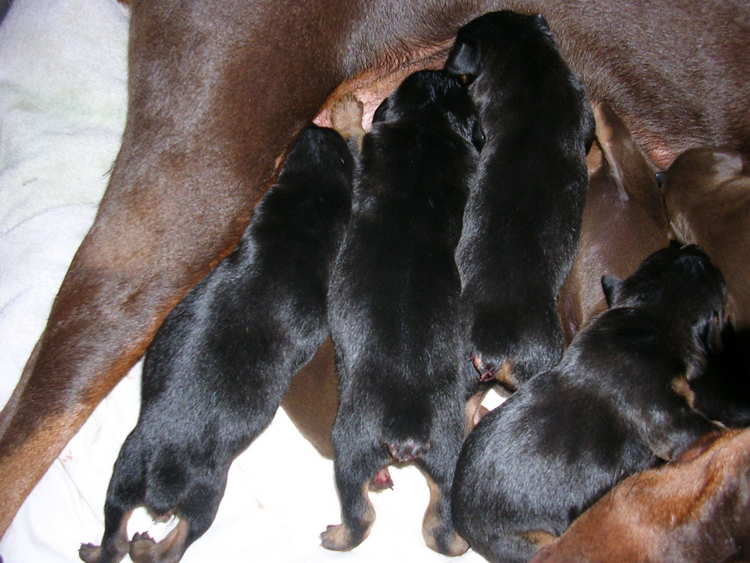 Doberman puppies tail docking and dew claw removal