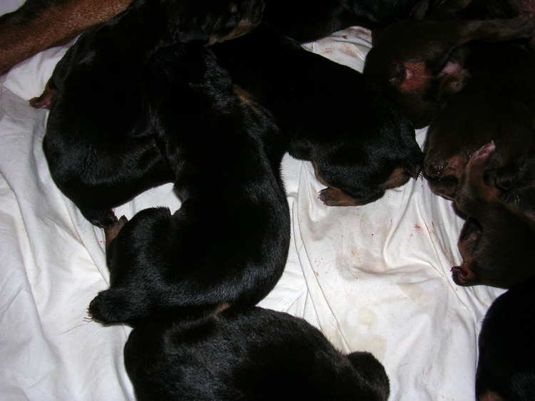 Doberman puppies tail docking and dew claw removal