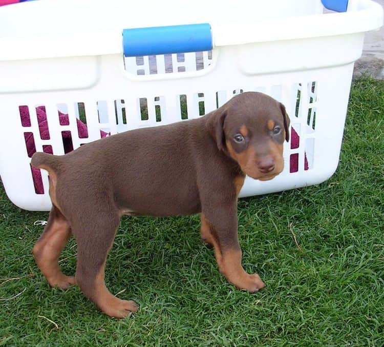 doberman pup