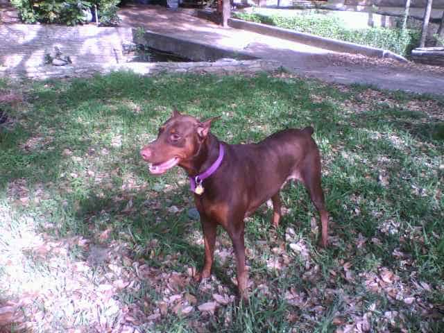 red and rust male doberman 1 year old