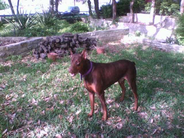 red and rust male doberman 1 year old