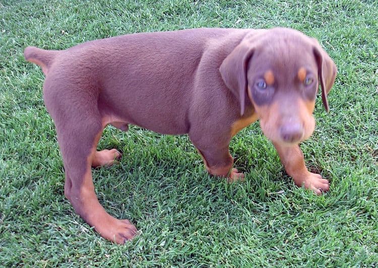 Doberman pup