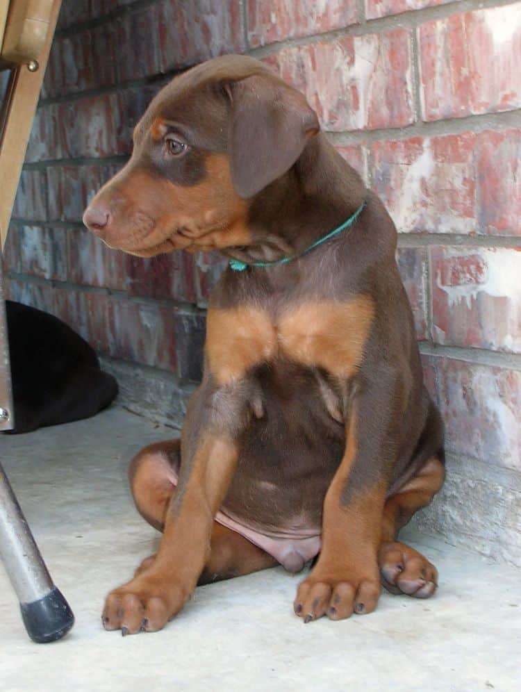 doberman puppy