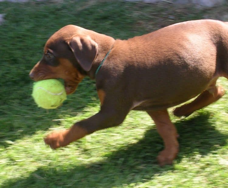 Doberman puppies