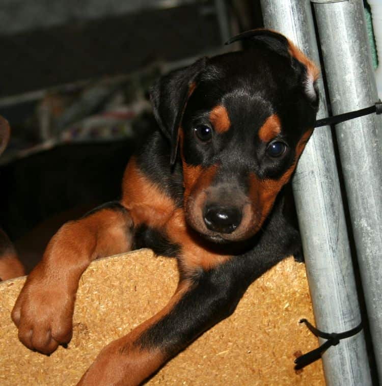 dobe pup