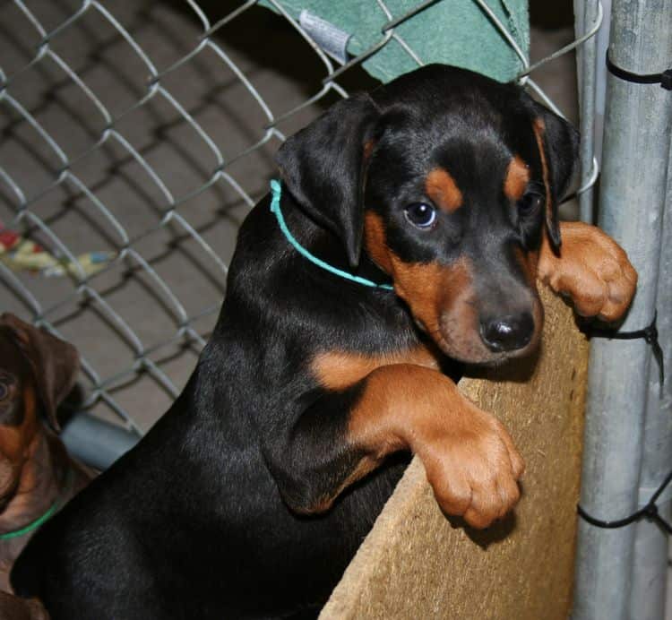 Doberman pup