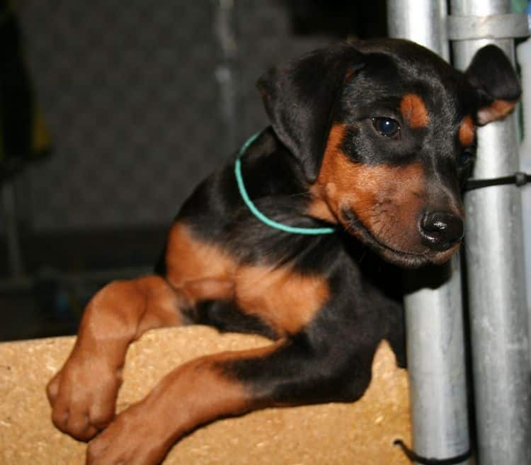 dobie pup