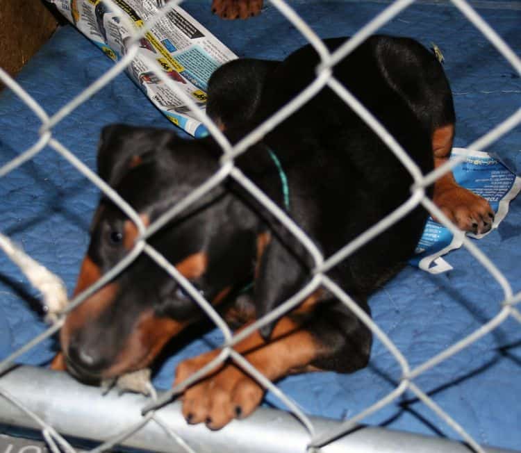 Doberman puppies