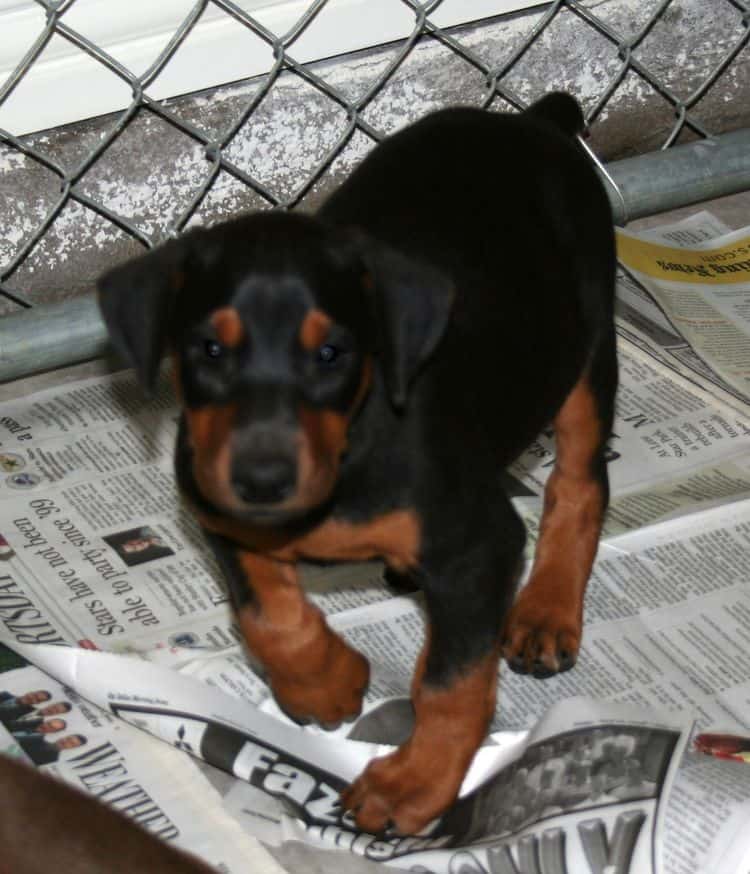 Dobie pup