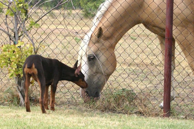 red female Doberman and horse