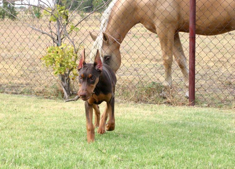 red female Doberman and horse