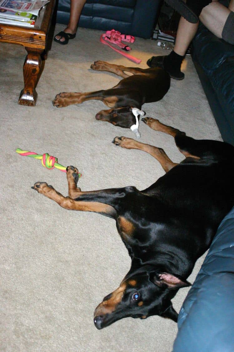 red female Doberman and black female adult doberman