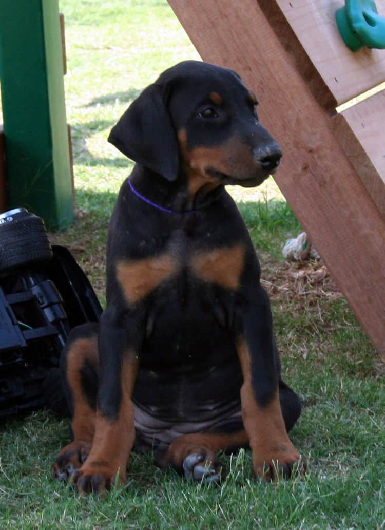 Doberman puppy