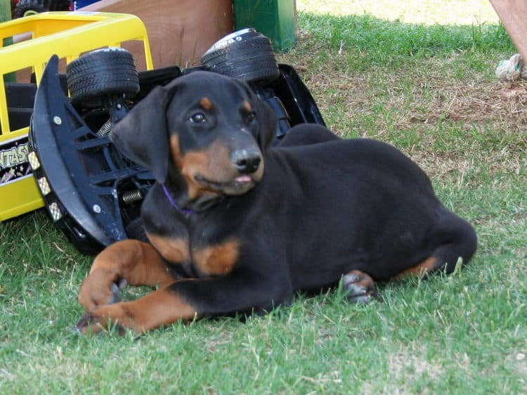 Doberman puppy