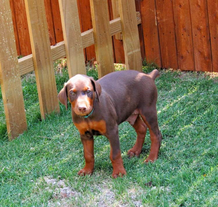 dobe pup