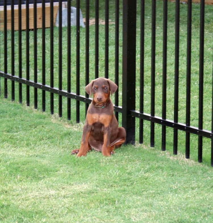 doberman puppy