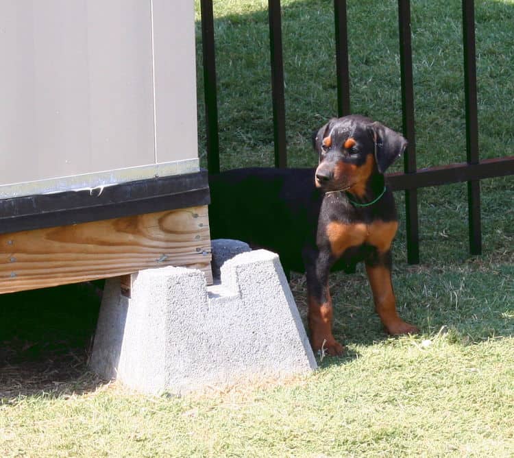 Dobe pup