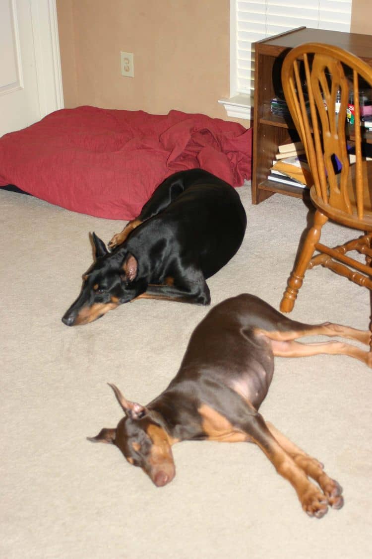 red female Doberman and black female adult doberman