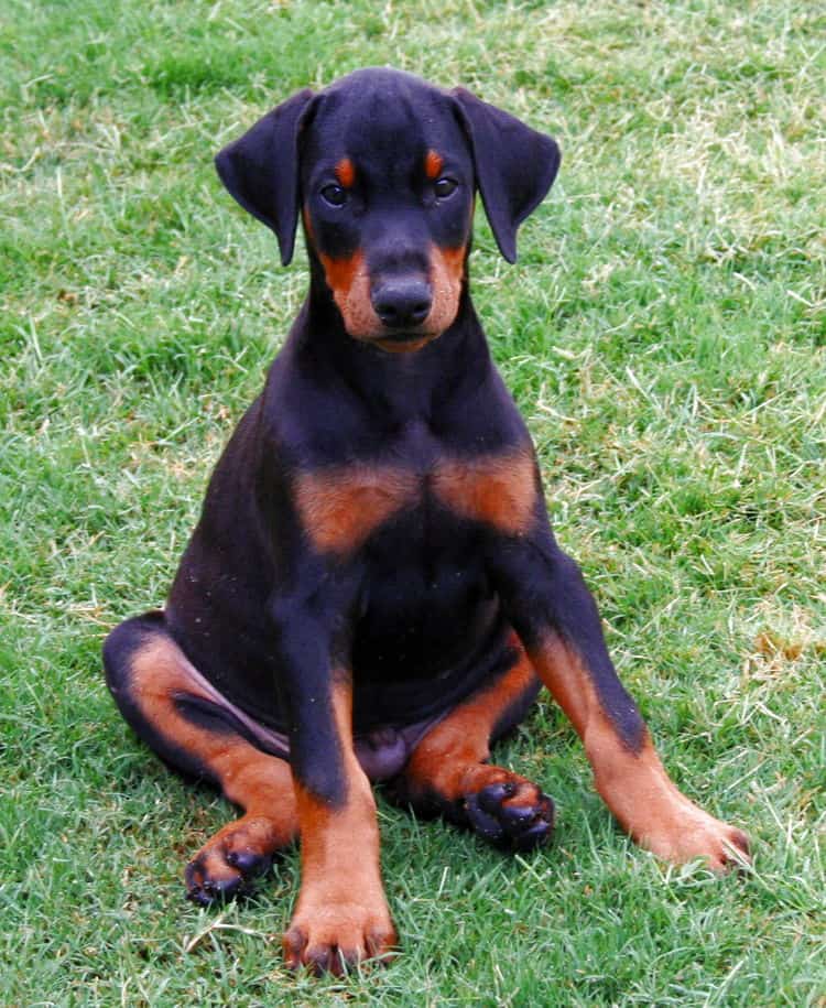 Doberman puppy