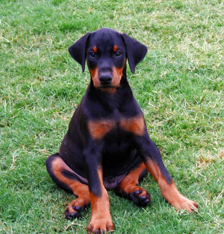 Doberman Pinscher puppy