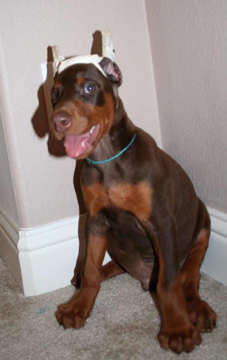 Dobie pup