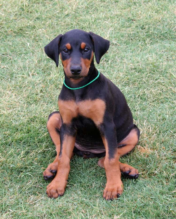 Dobie pup