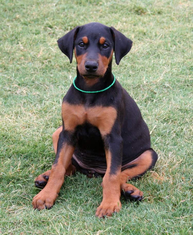 Doberman pinscher pup