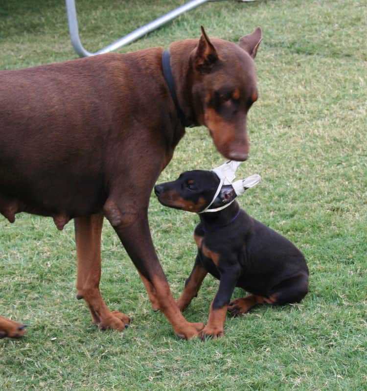 Doberman cropped ears