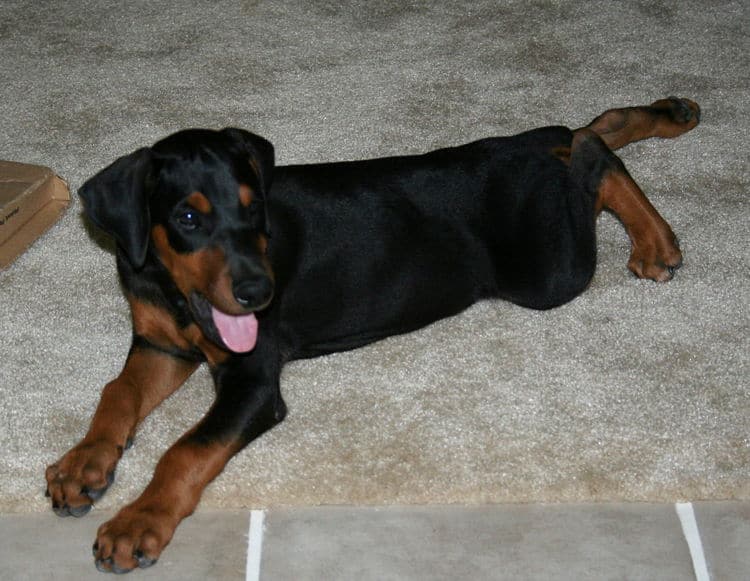 doberman pinscher puppy