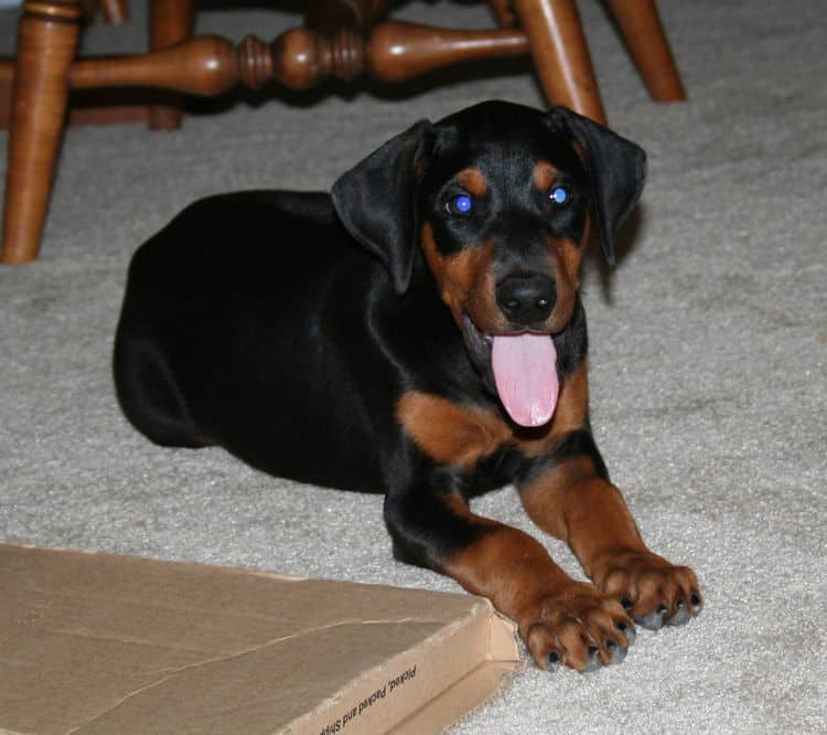 Female dobie pup