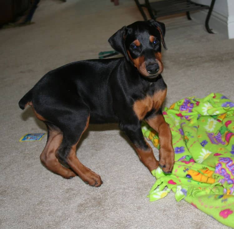 dobie puppies