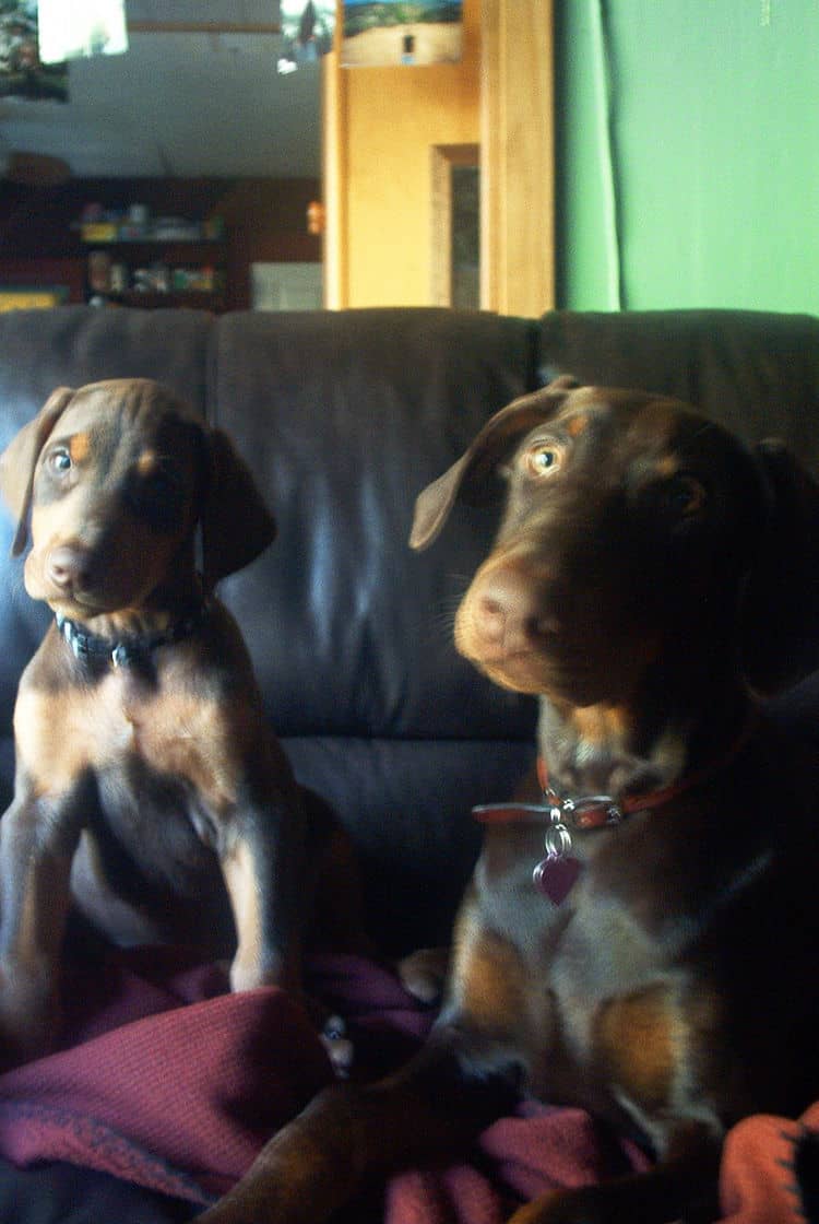 Dobermans