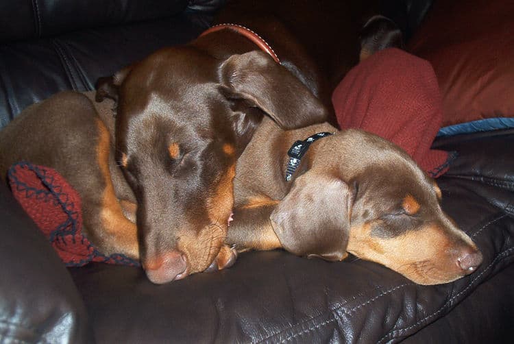 Dobe pups