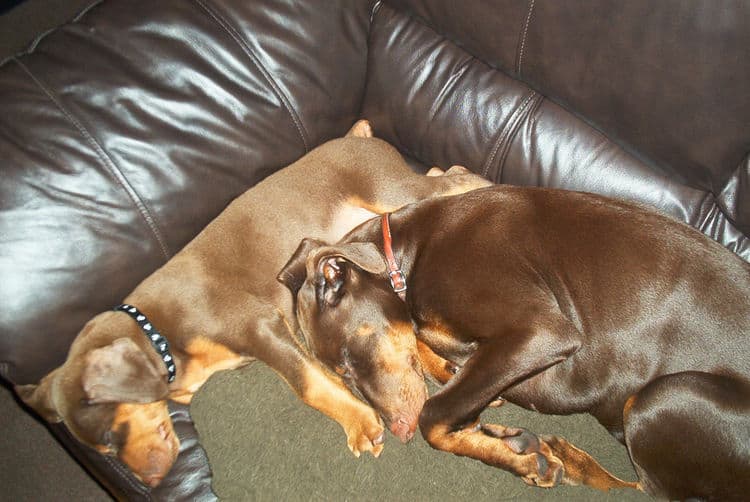 Doberman Pinschers