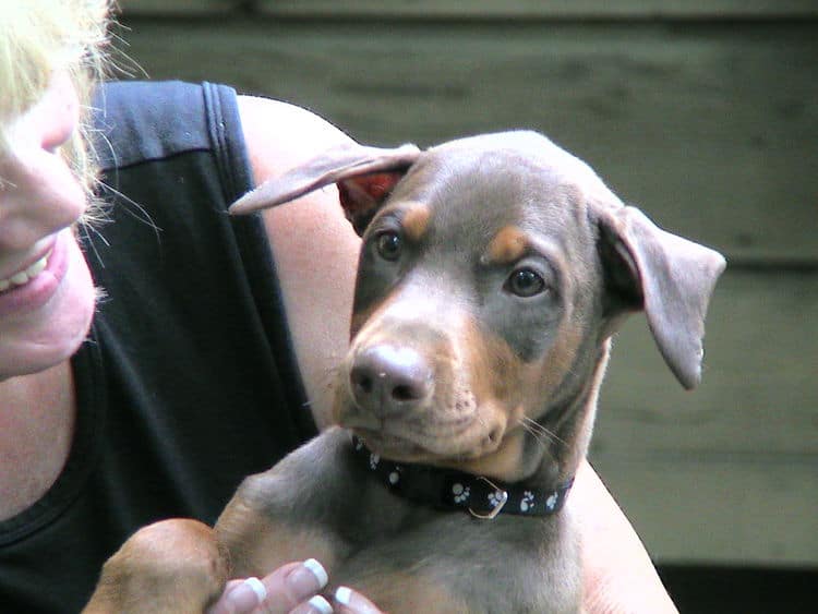 Doberman puppie