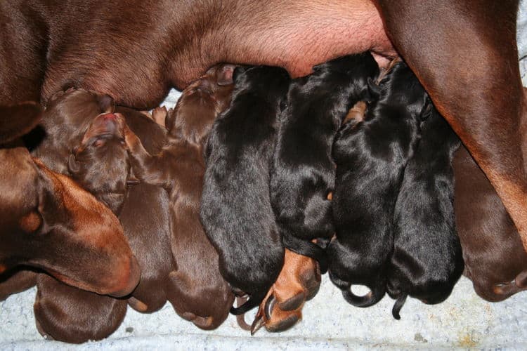 day old doberman puppies