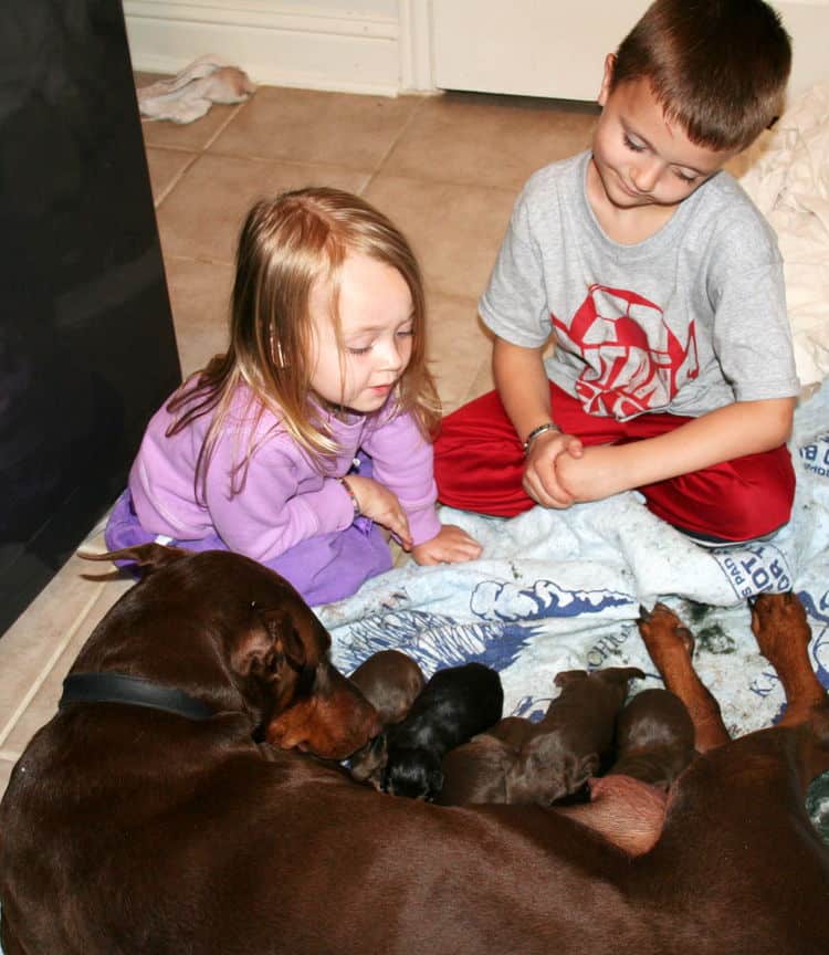 day old doberman puppies