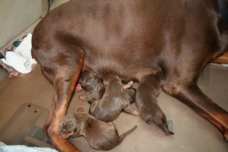 day old doberman puppies