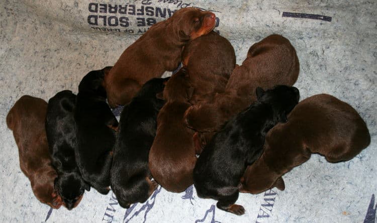 day old doberman puppies