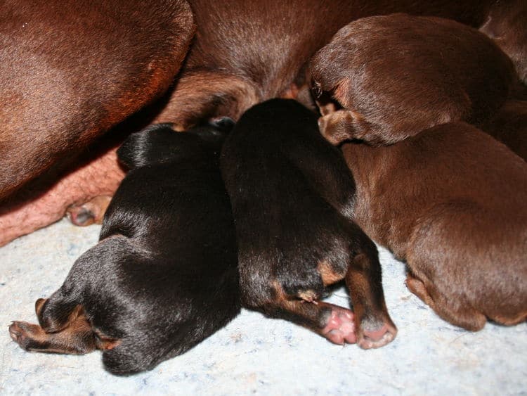 day old doberman puppies