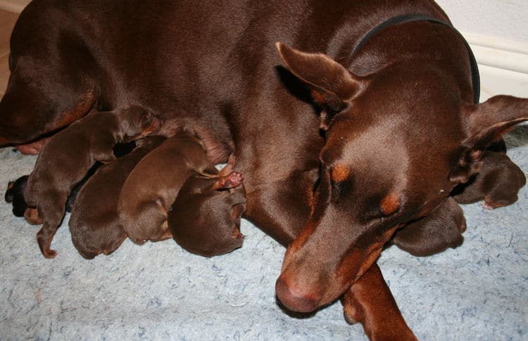 day old doberman puppies