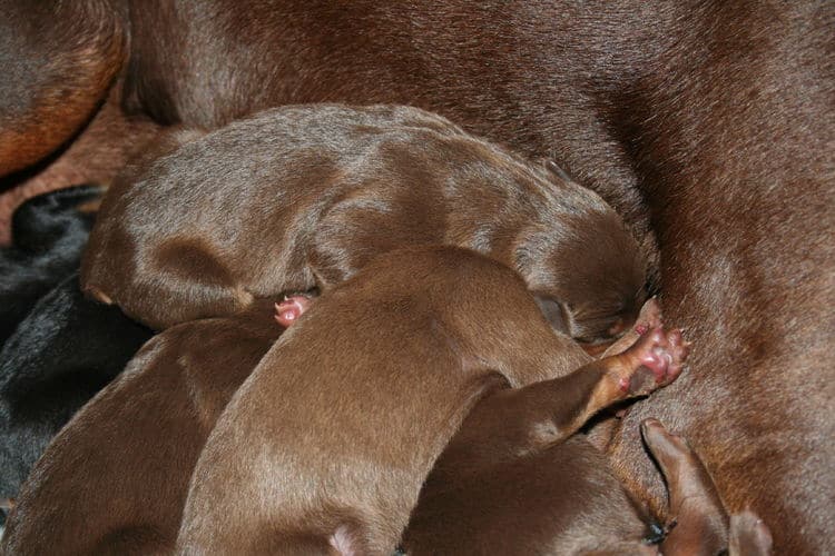 day old doberman puppies