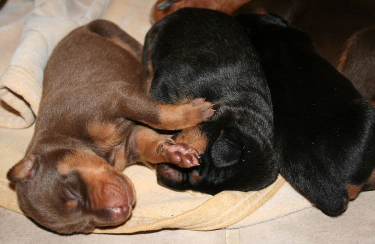 week old doberman puppys