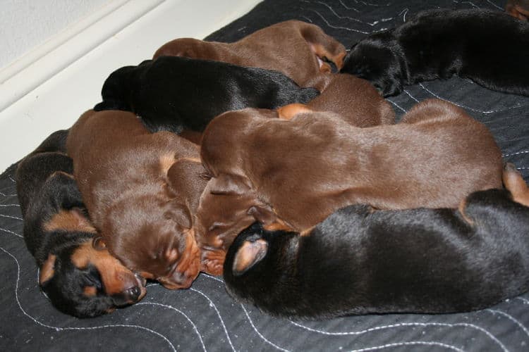 week old doberman puppies