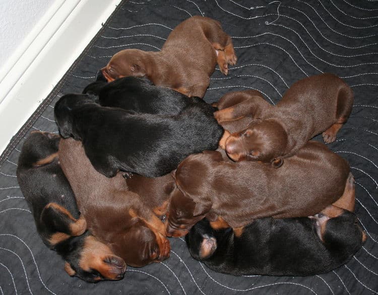 week old doberman puppies