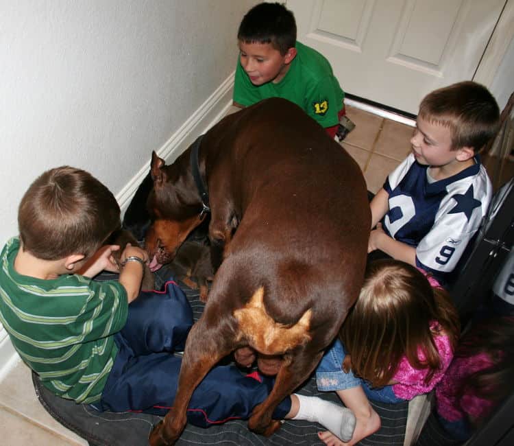 day old doberman puppies